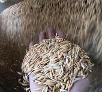 ΠΕΡΙΣΤΡΟΦΙΚΟ ΚΟΣΚΙΝΟ